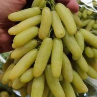 Саженец Виноград Ламборджини (кишмиш) в контейнере